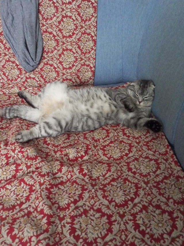 К котовторнику. Кот Роршаха