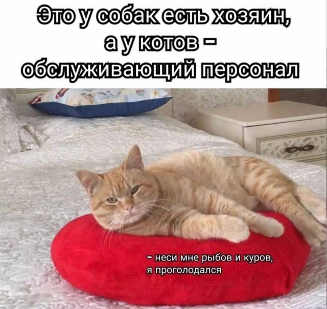 Так себе картинки 12.01.25