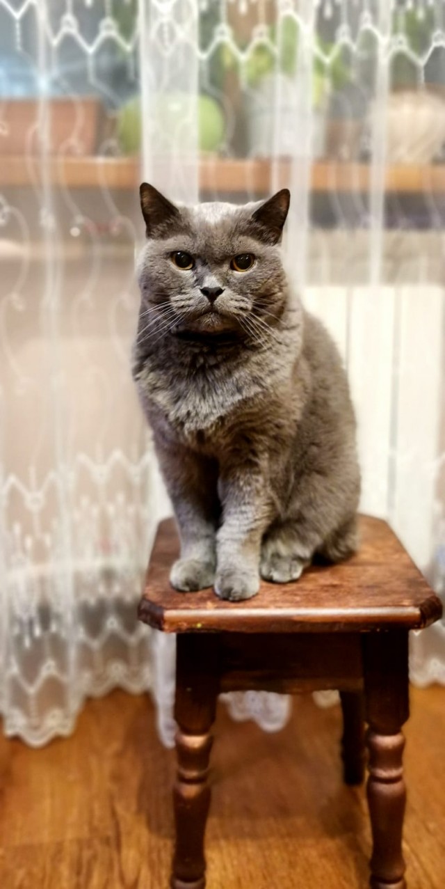 Ну-с, с наступившим староновогодним котовторником