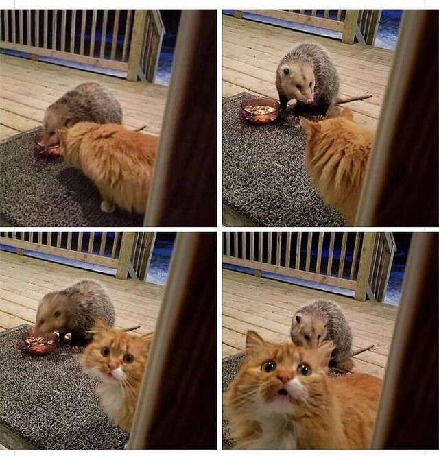 Коты, которые смирились со своей участью