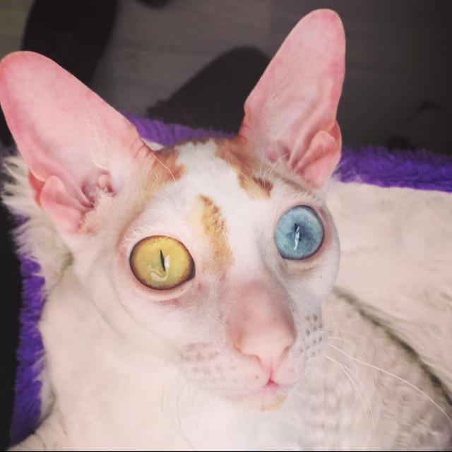 Смешные коты, которые бы победили на конкурсе абсурдных фотографий