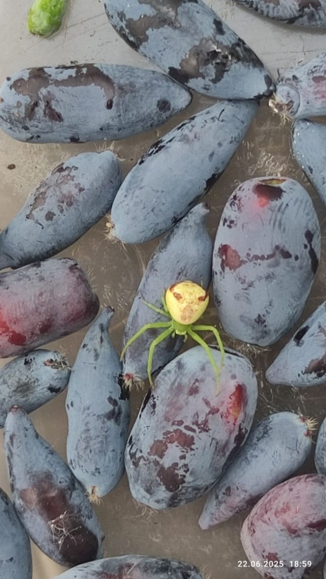 Паучок и жимолость