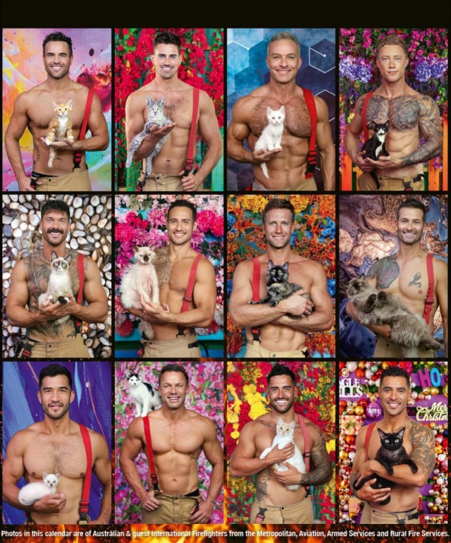 Котики победили