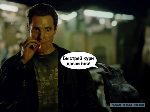 Шведский стартап Corvid Cleaning придумал простой способ очистить улицы с помощью ворон