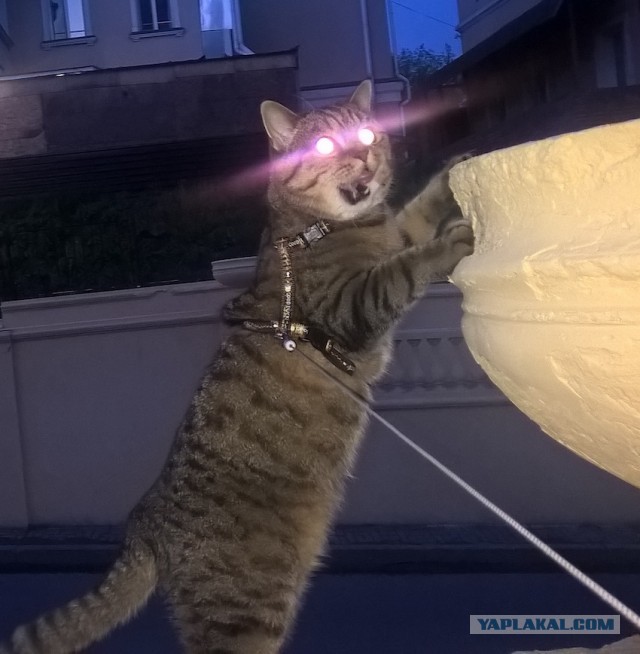 Красивых кошачьих глаз тред