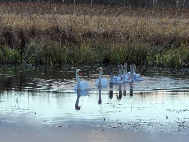 Лебеди. Прямо возле бани.