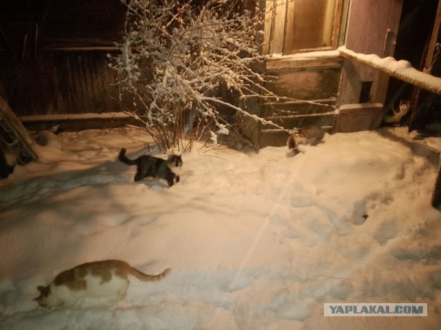 Жизнь домашнего приюта для котеек 568