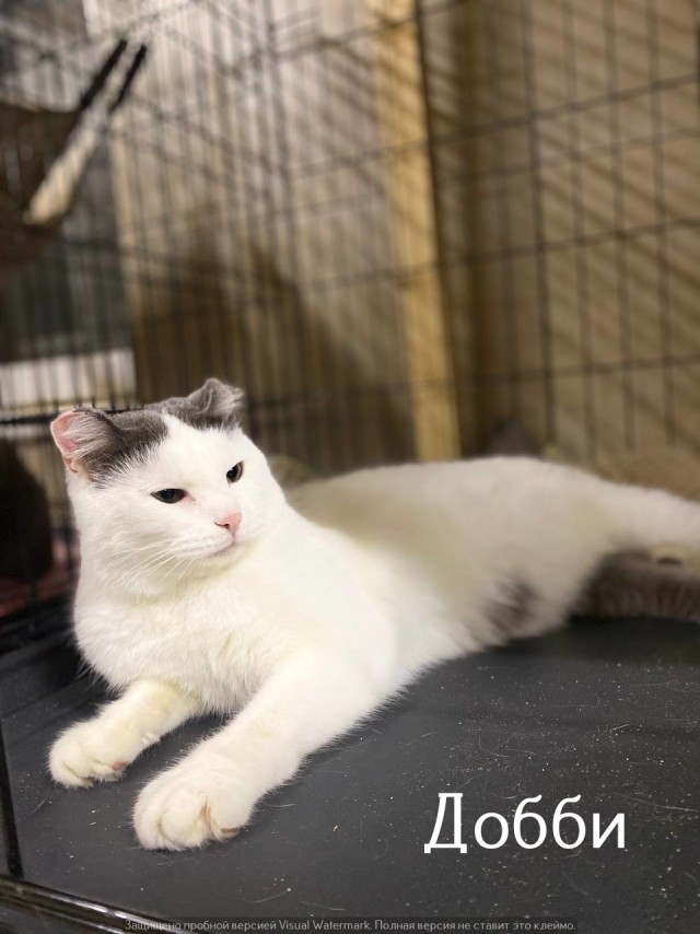 Жизнь домашнего приюта "Котоленд" 527