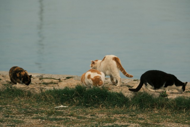 Котовторник из Палермо