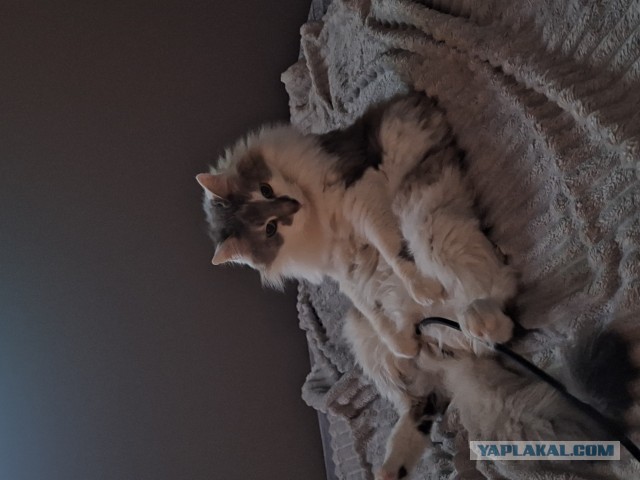 Котовторник снова!