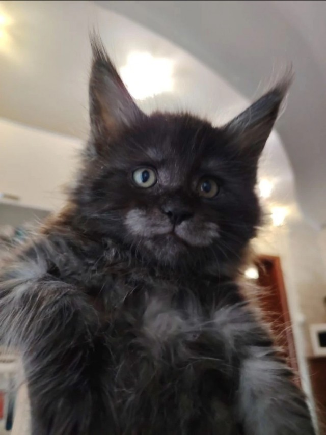 Котята