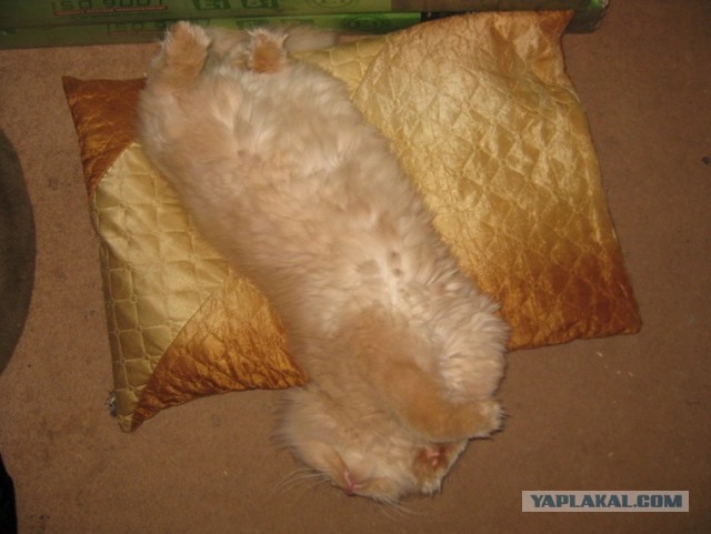 Котовторник  30.07.2013
