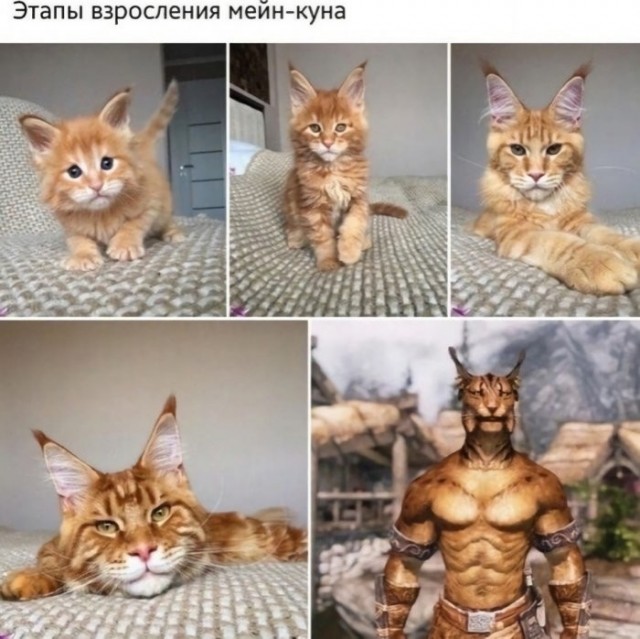 Веселые картинки в понедельник (24.08)