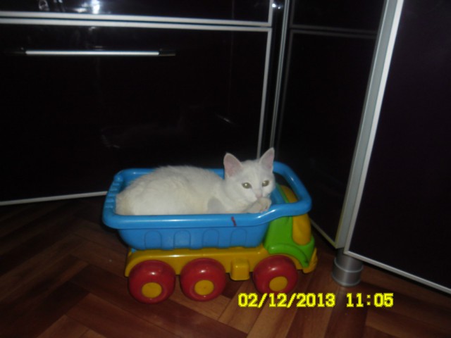 Котовторник  10.12.2013