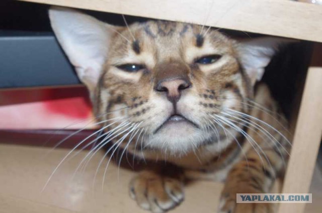 С Котовторником!