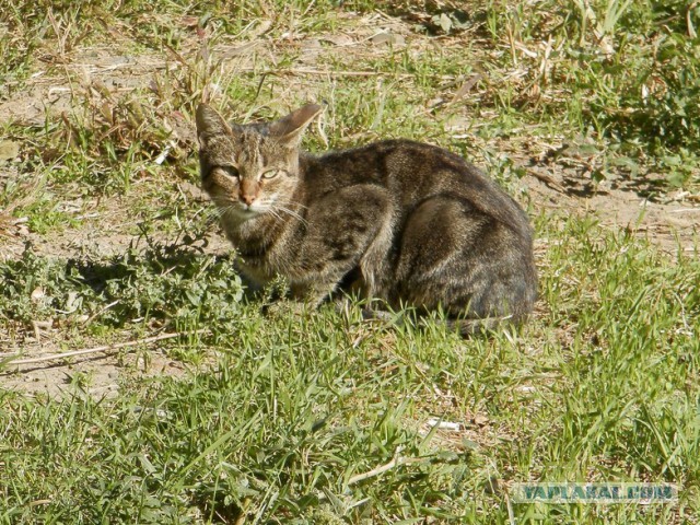 Котовторник 7.10.2014