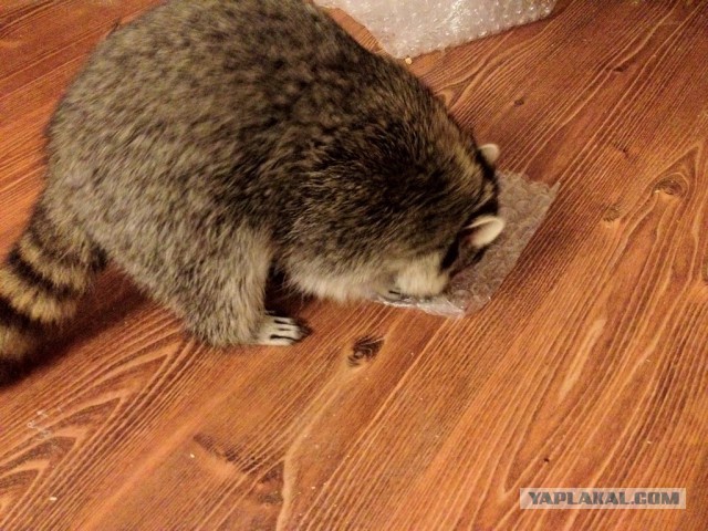 Крошка Енот