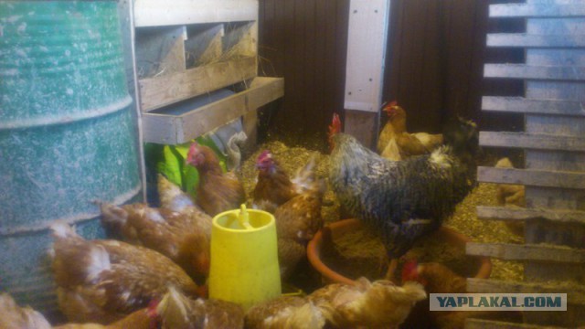 Как накачивают курицу