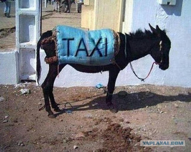 Приколы из сети