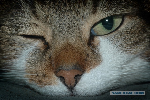 Котовторник 12.03.13
