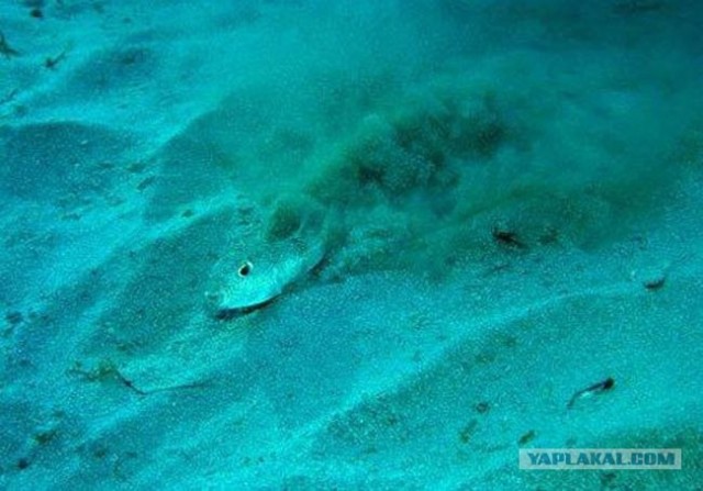 Мистические круги