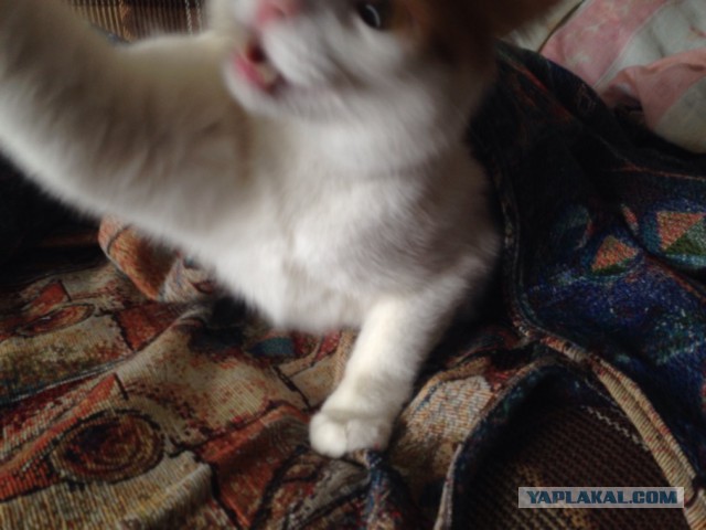 Котовторник  21.07.2015