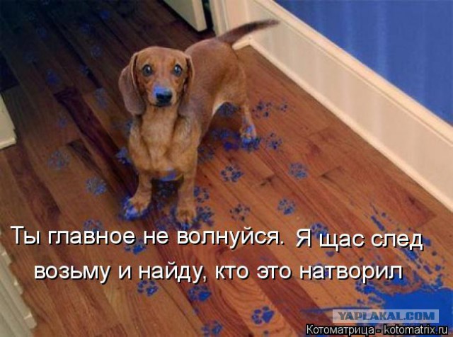 Собакочетверг 17.09.2015