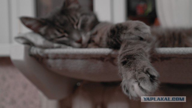 Лежанка для кота