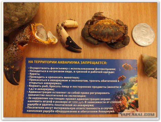 Непутёвые заметки. Поездка на Чёрное море