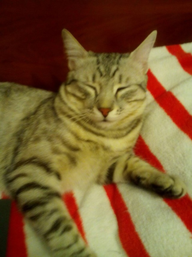 Котовторник