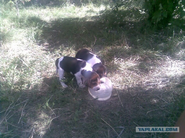 Мимимишности пост