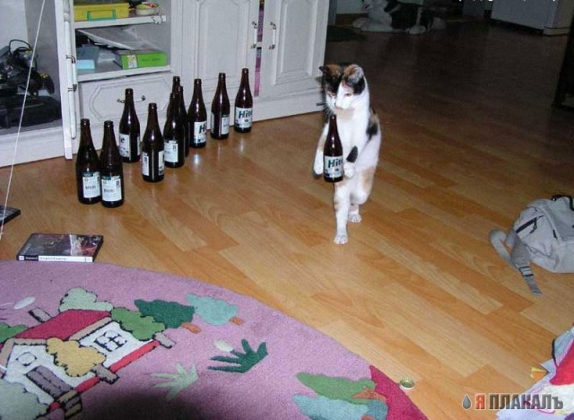 Коты, кошки, котята