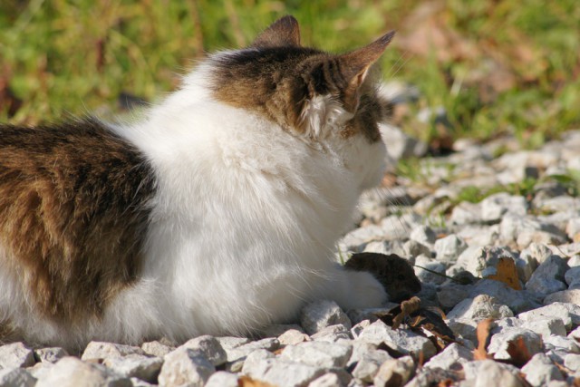 Котовторник 29.03.2016