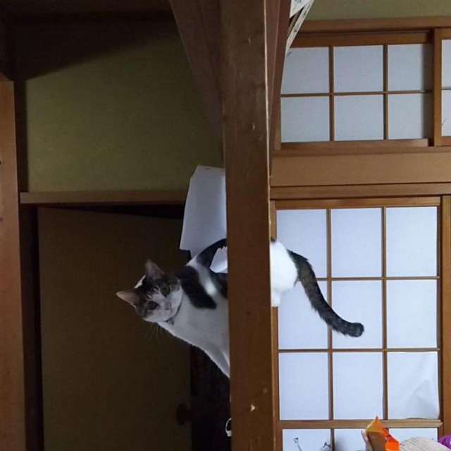 Традиционные японские двери совершенно не подходят для кошатников (7 фото)