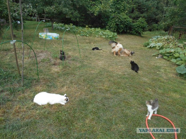 Жизнь домашнего приюта для котеек 131