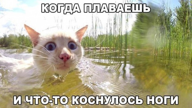 Всячина. Картинки и тексты картинками