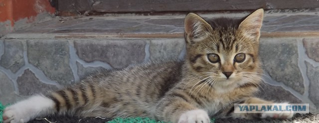Внезапный кошковторник, блин...