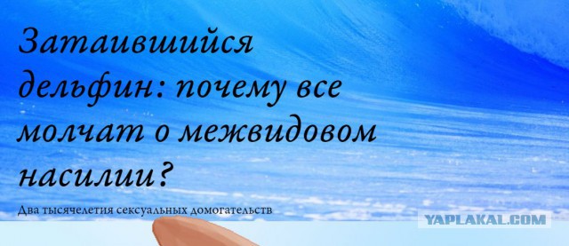 Нападение тупорылой акулы на дайвера у побережья Северного Квинсленда в Австралии