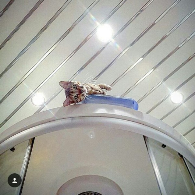 Котовторник 11/04/2017