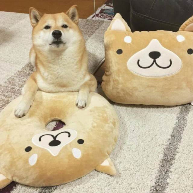 Живность из сети