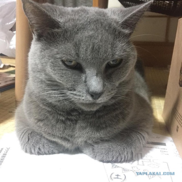 Котовторник 03.10.17.