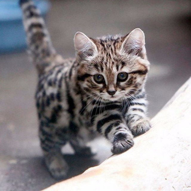 Коты и Кошки