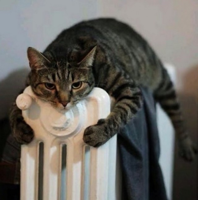 Коты и Кошки