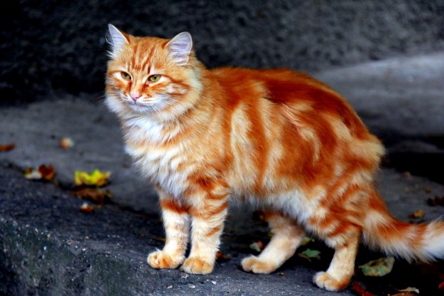 Котовторник 24.10.2017