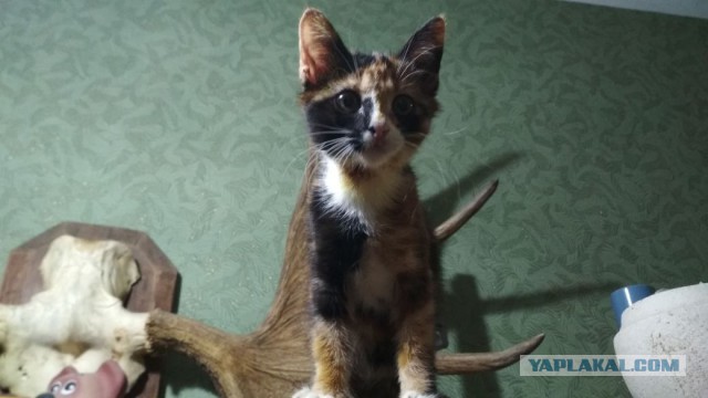 Котовторник  14.11.2017