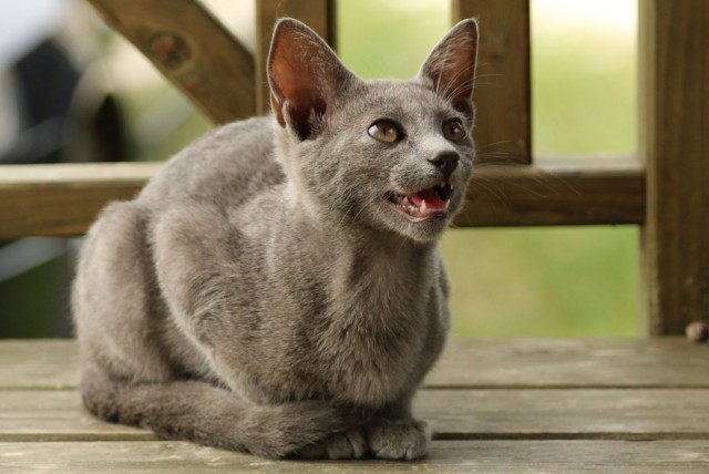 Коты и Кошки
