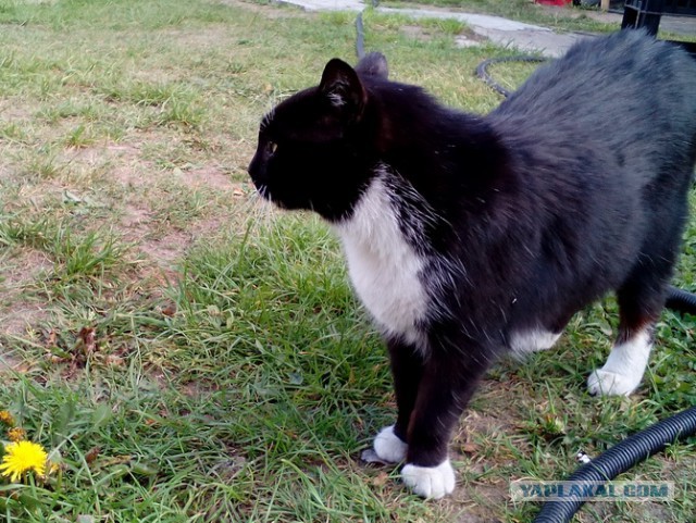 Котовторник 28.11.2017