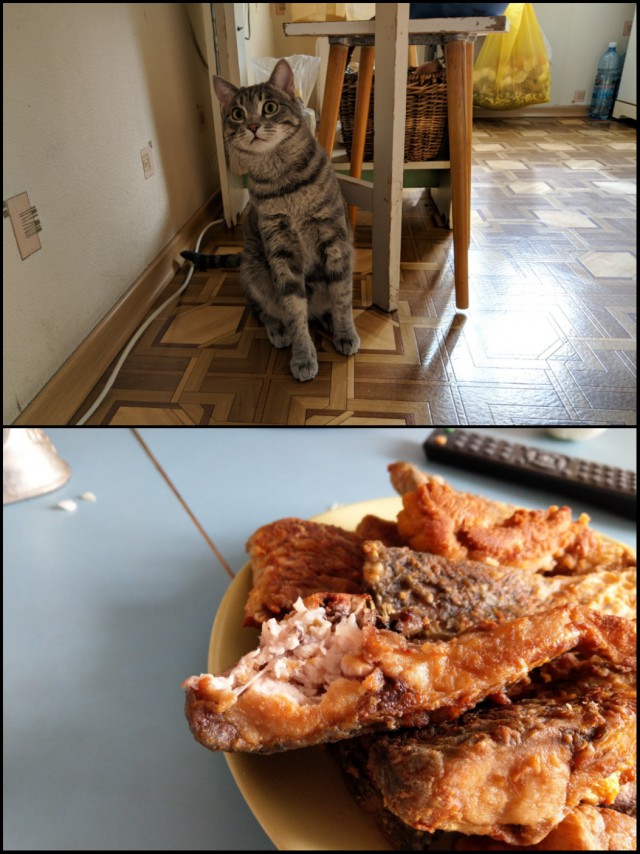 Котовторник 24.04.2018