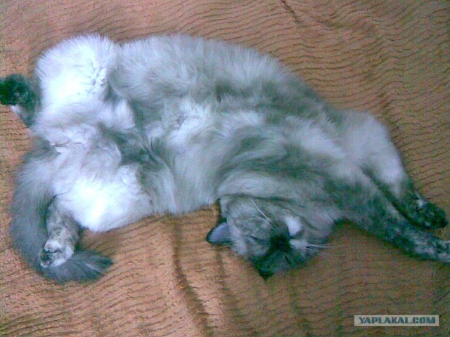 Забыли котовторник? А вот он!