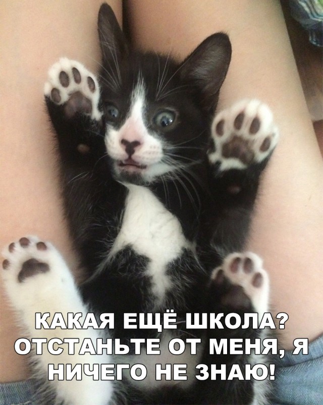 Немного милоты